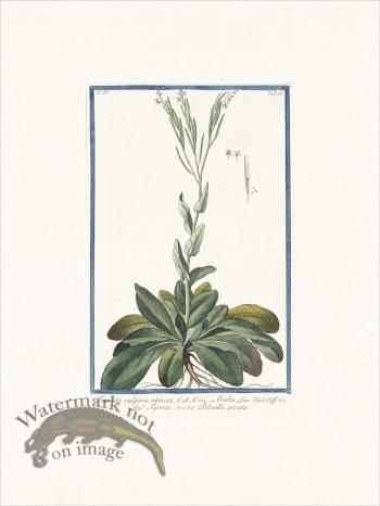 Bonelli 329 Rock Cress